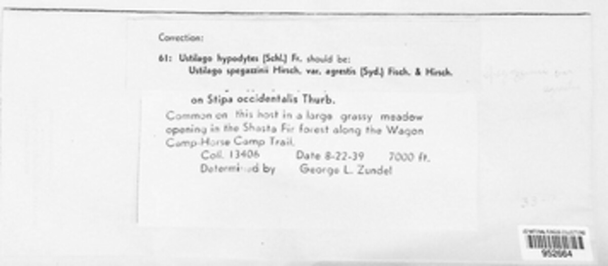Ustilago spegazzinii image